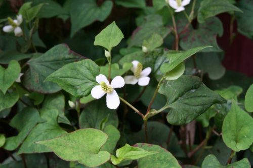 34_escapadeAlbi_23mai25