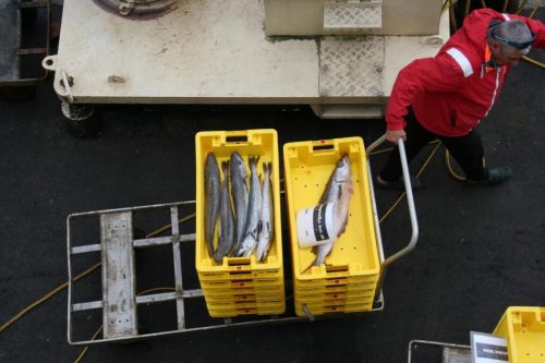 Bretagne_Jour1-6_portLeGuilvinec_13