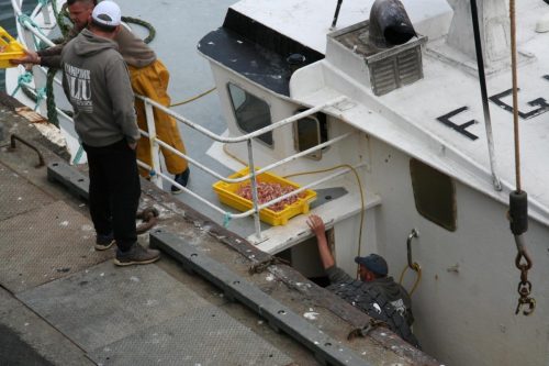 Bretagne_Jour1-6_portLeGuilvinec_7