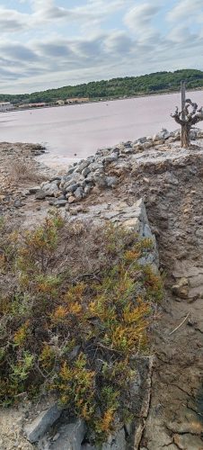 Gruissan_salins50